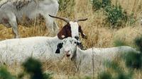 10 Perbedaan Domba dan Kambing (foto: Griffin Wooldridge: https://www.pexels.com/photo/white-and-brown-goats-on-green-grass-field-4939980/)
