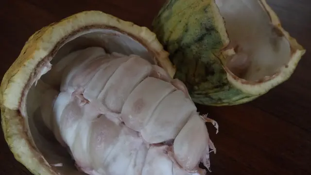 Fakta cokelat