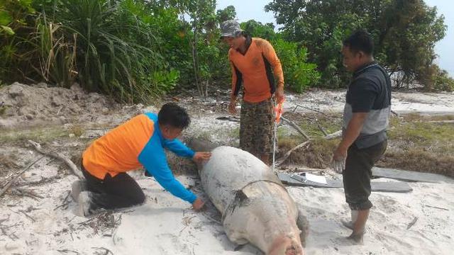 Bangkai Dugong yang ditemukan warga di Provinsi Riau