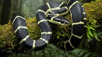 Fakta Unik Ular Cicak Belang, Mirip Ular Berbisa tapi Tidak Berbahaya