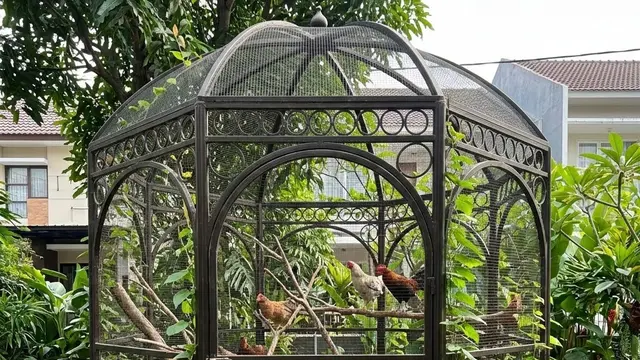 Desain Kandang Ayam Tanpa Terlihat Kumuh