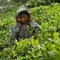 Seorang petani teh tengah memetik dauh teh muda di salah satu lahan perkebunan teh Kaziranga, di negara bagian Assam di India timur laut (Liputan6.com)