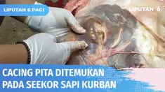 Dinas Ketahanan Pangan Pertanian dan Perikanan Banjarmasin menemukan cacing hati pada sapi kurban. Bagian hati sapi itu langsung dilarang untuk dibagikan kepada warga.