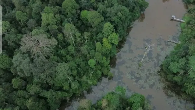Hutan Harapan Jambi