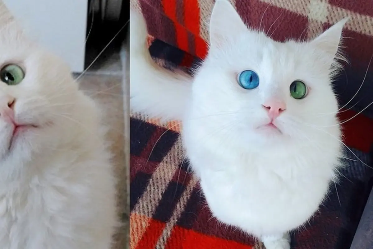 Alos, Kucing Bermata Indah dengan Warna Berbeda  