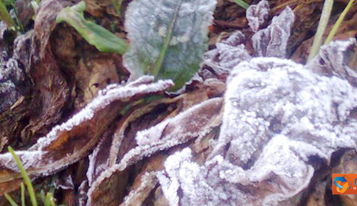 Citizen6, Wonosobo: Cuaca ini membuat Dieng diselimuti es tipis hampir seluruh tanaman petani ikut tertutup es. (Pengirim: Aryo Seno Sulistyo Putro)