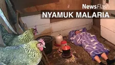  Para peneliti menemukan bahwa Anopheles arabiensis, salah satu spesies nyamuk yang dominan transmisi malaria di bagian Shara Afrika, menghindari ayam ketika mencari makhluk itu mencari makan.