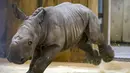 Bayi badak jantan yang lahir pada 18 Februari terlihat di kandangnya di taman zoologi Amneville, di Amneville, Prancis timur (25/2/2022). Ini adalah badak putih kelahiran ketiga yang lahir dalam empat bulan terakhir di kebun binatang tersebut. (AFP/Jean-Christophe)