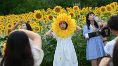 Orang-orang berfoto di ladang bunga matahari di sebuah taman di Beijing pada 2 Juli 2023. (Photo by Jade Gao / AFP)