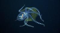 Glass octopus (Schmidt Ocean Institute)