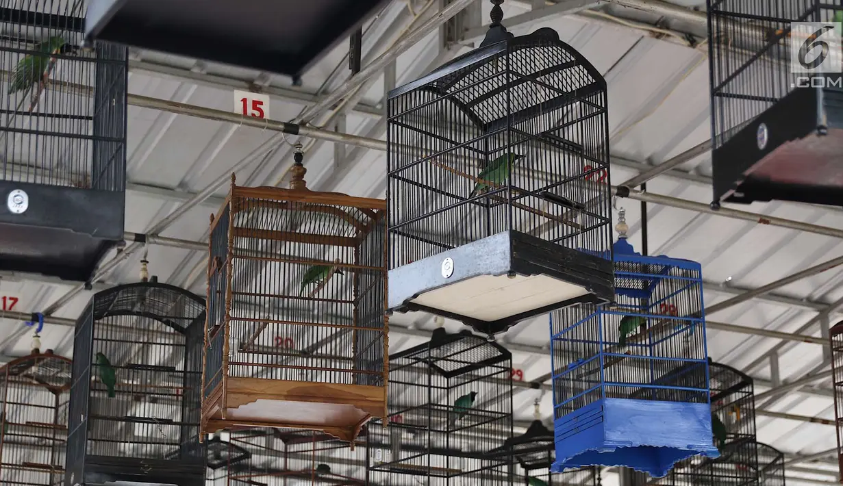 Sejumlah burung mengikuti lomba kicau di kawasan Kanal Banjir Timur, Jakarta, Rabu (29/8). Lomba yang diadakan komunitas pecinta burung itu menarik perhatian warga serta pengendara yang melintas di kawasan tersebut. (Liputan6.com/Immanuel Antonius)