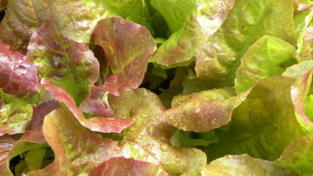 7 Jenis Sayur yang Bisa Ditanam di Kolam Ikan, Efisien dan Minim Kontaminasi Hama