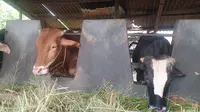 Deretan sapi-sapi di salahs atu kandang milik peternak lokal Garut, Jawa Barat dalam kondisi sehat menjelang datangnya Idul Adha 2022. (Liputan6.com/Jayadi Supriadin)