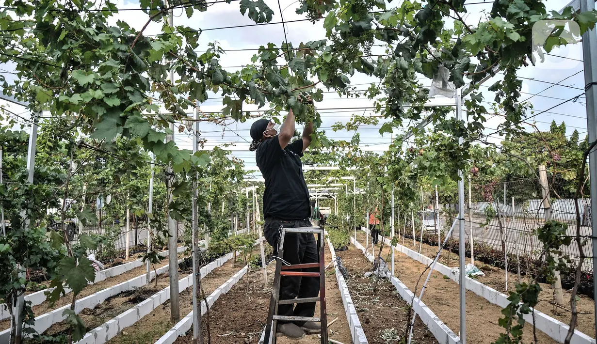 Anggota Komunitas Anggur Jakarta, Tarto Blendhot (48), merawat kebun anggur di Vezo Grapes Farm, Cilincing, Jakarta Utara, Selasa (7/9/2021). Ayah dua anak ini dibantu teman Komunitas Anggur Jakarta menyulap lahan tak terawat di SPBU Pertamina kawasan Cilincing. (merdeka.com/Iqbal S. Nugroho)