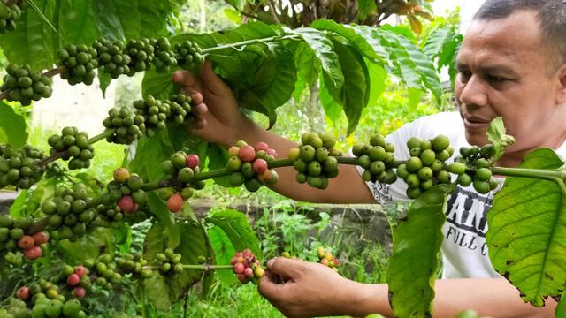 Cerita di balik Kebun Kopi Tulang di Kuburan Belanda