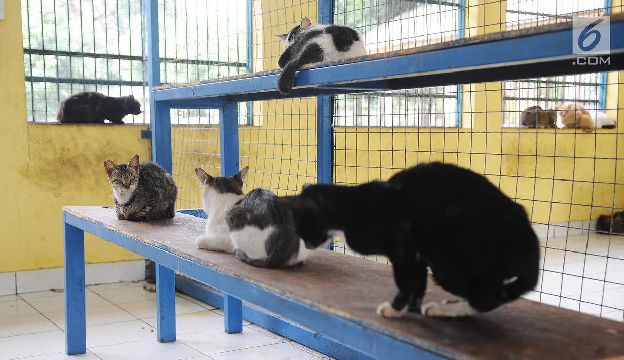 Sejumlah kucing berada di pusat kesehatan hewan (Puskeswan), Jakarta, Kamis (10/1). Kucing yang akan disterilisasi dan vaksinasi ditempatkan terpisah dengan kucing siap adopsi. (Liputan6.com/Herman Zakharia)