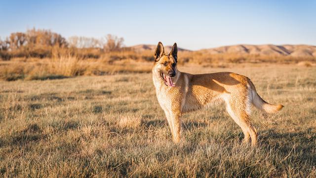 Belgian Malinois