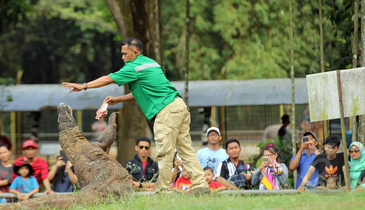 Salah satu atraksi memberi makan Komodo, Ragunan, Jakarta, Kamis (14/5/2015) Jelang Hari Libur panjang Warga Jakarta dan sekitarnya  memanfaatkan liburan ke Tempat Wisata. (Liputan6.com/Helmi Afandi)