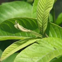 Ilustrasi daun jambu biji. (foto: Pinterest/Nu Sữa).