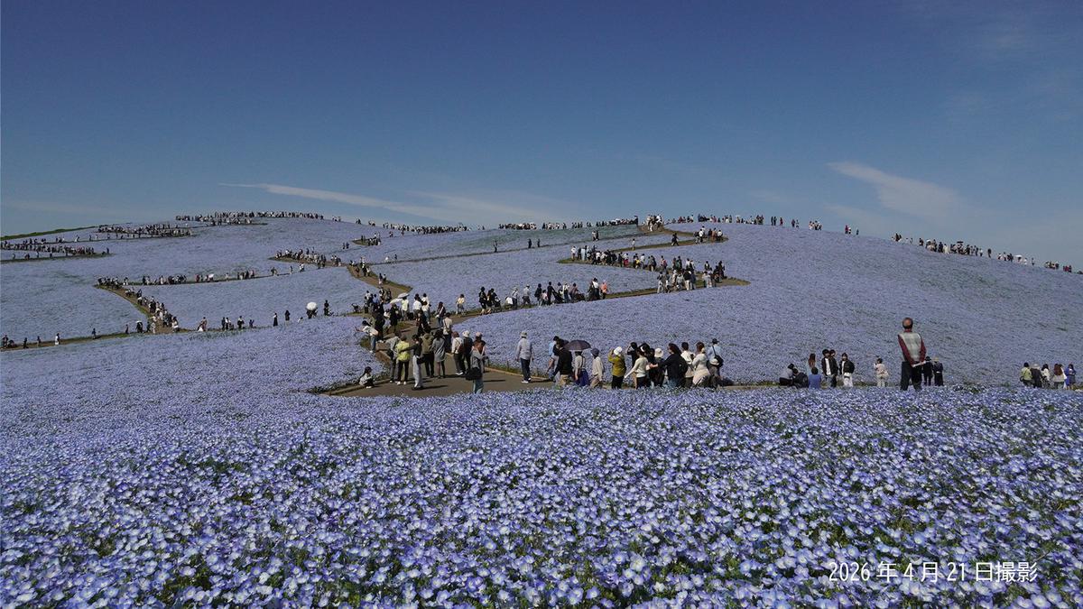 5,3 Juta Bunga Nemophila Mekar Gantikan Sakura di Jepang, Bukit pun Membiru