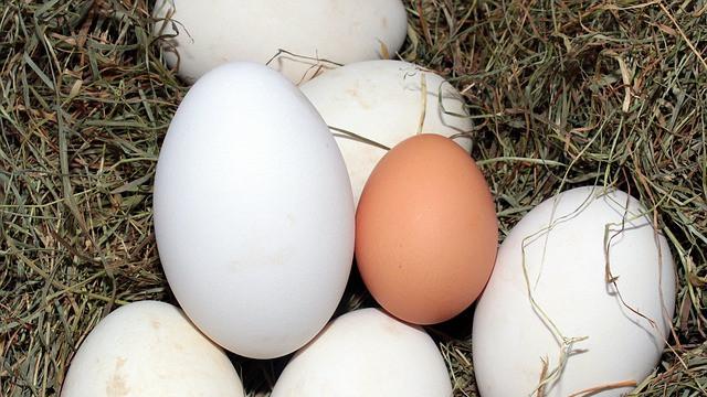 Ilustrasi telur angsa