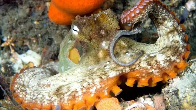 Gurita Bangun Rumah di Dasar Laut