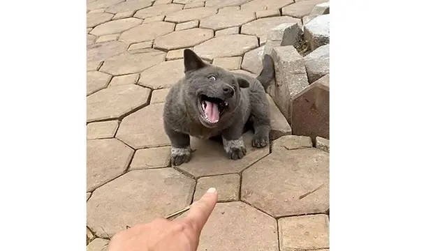 Viral, 7 Ekspresi Konyol Anjing Ini Sukses Bikin Gemas Netizen