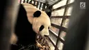 Seekor panda China berada di dalam kandang saat tiba di Terminal Kargo, Bandara Soekarno-Hatta, Tangerang, Kamis (28/9). Panda bernama Cai Tao (jantan) dan Hu Chun (betina) itu didatangkan dengan pesawat kargo Garuda Indonesia. (Liputan6.com/Helmi Afandi)