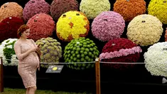 Seorang wanita berjalan melewati pameran National Chrysanthemum Society pada RHS (Royal Horticultural Society) Chelsea Flower Show, London, Senin (21/5). Festival tahunan ini yang diadakan selama lima hari pada bulan Mei. (AP/Matt Dunham)