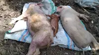 Foto: Ratusan ekor babi yang mati akibat serangan flu babi Afrika (Liputan6.com/Ola Keda)