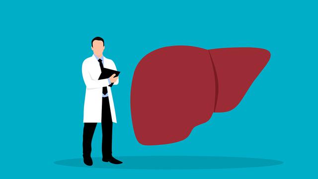 Mengenal Fungsi Hati, Organ yang Rentan Diserang Hepatitis Akut Misterius