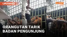 Orang Utan&nbsp;