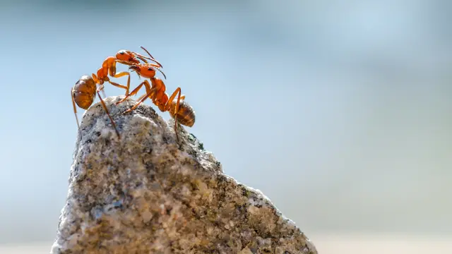 Ants