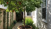 6 Cara Menanam Buah Bisbul di Pekarangan Rumah, Tumbuh Subur dan Panen Melimpah