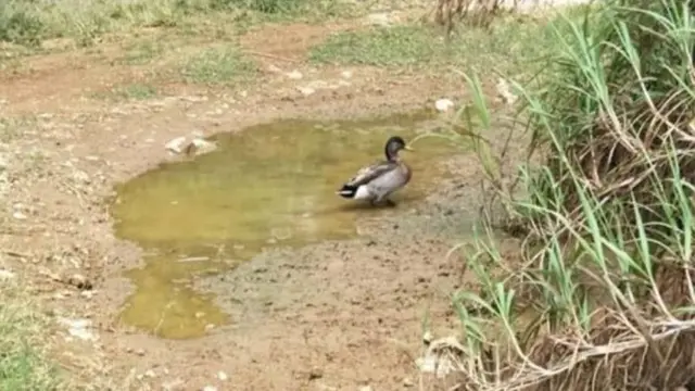 Selandia Baru Bersedih karena Seekor Bebek, Kenapa?