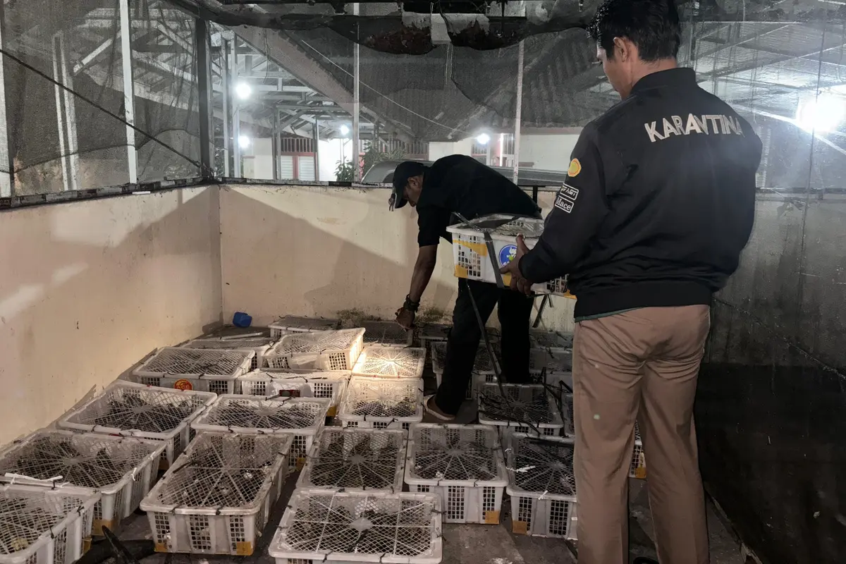 Karantina Lampung amankan penyelundupan 1028 Ekor burung liar di Pelabuhan Bakauheni, Lampung  Selatan.  Foto : (Istimewa).