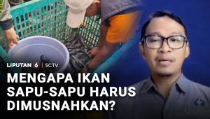 Ledakan populasi ikan sapu-sapu di sungai-sungai yang mengancam ekosistem membuat Pemprov Jakarta memperluas aksi penangkapan massal secara besar-besaran. Pakar IPB University menegaskan, faktor agresivitas spesies ini membuat penangkapan saja tidak ...