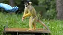 Para penjaga kebun binatang menggoda monyet tupai untuk naik ke atas timbangan dengan camilan. (AP Photo/Kirsty Wigglesworth)