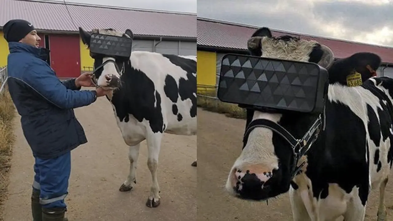 Sapi di Rusia Ini Pakai Kacamata VR untuk Menurunkan Tingkat Stres