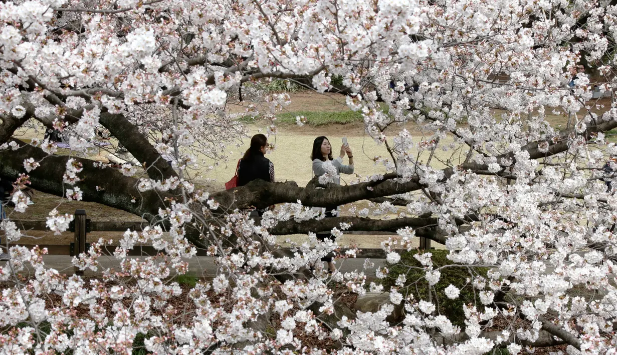Wisatawan mengabadikan keindahan bunga sakura yang mekar penuh di Taman Nasional Shinjuku Gyoen, Tokyo, Senin (26/3). Musim semi menjadi musim yang paling digemari wisatawan asing di Jepang. (AP Photo/Koji Sasahara)