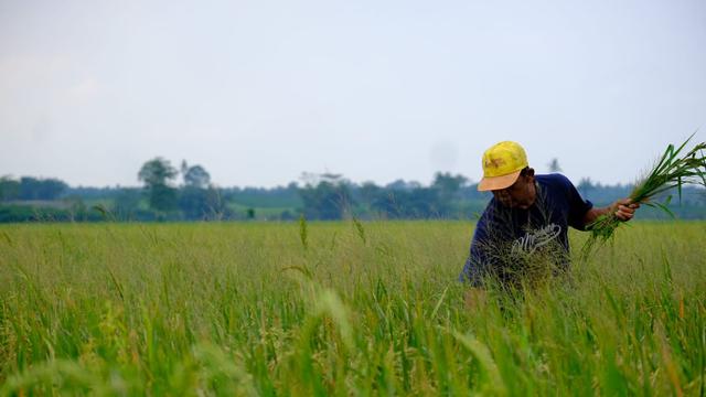 Pemerintah Kabupaten (Pemkab) Ngawi berharap PT Wilmar Padi Indonesia (WPI) memperluas kemitraan dengan petani (Farmer Engagement Program) di wilayah tersebut.