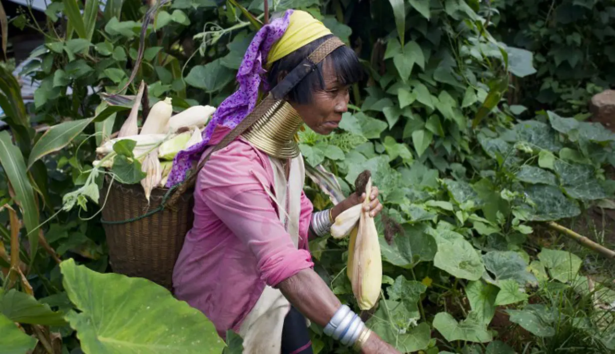 Seorang wanita etnis Kayan saat bekerja di kebun di desa PanPat, Kayan, Myanmar, Rabu (9/9/2015). Kaum perempuan Suku Kayan ini mengenakan banyak kalung berbentuk cincin di lehernya hingga membuat leher mereka panjang. (AFP PHOTO/Ye Aung THU)