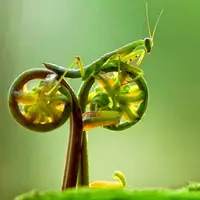 belalang sembah (foto: istimewa)