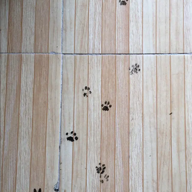 Banyak Tingkah, 6 Potret Jejak Kaki Kucing di Lantai hingga Cor Kering Ini Lucu