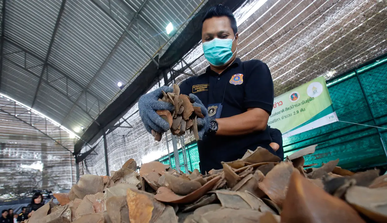 Petugas Bea Cukai memperlihatkan sisik trenggiling saat menggelar konpers di Bangkok, Thailand (2/2). Sisik trenggiling seberat hampir 3 ton dengan nilai 29 juta Baht atau sekitar Rp 10 miliar digagalkan Bea Cukai Thailand. (AP Photo/Sakchai Lalit)