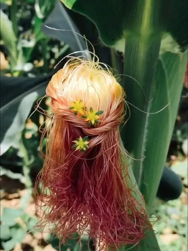 Unik, Begini Jadinya Kalau Rambut Jagung Ditata Layaknya Manusia