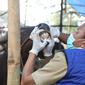 Pemerintah Kota Tangerang mencatat lebih dari 500 kasus Penyakit Mulut dan Kuku (PMK) yang terjadi sejak Mei 2022 jelang Idul Adha. (Liputan6.com/Pramita Tristiawati)
