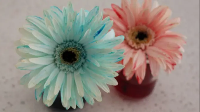 Eksperimen Tumbuhan Berwarna Ini Bikin Adikmu Kagum Minta Ampun