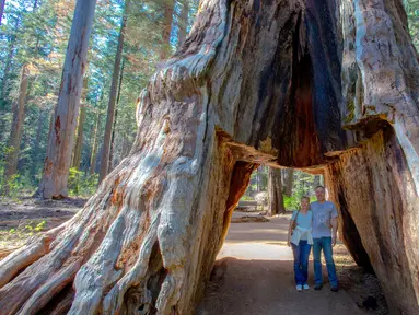 Pengunjung berpose di The Pioneer Cabin Tree, California, AS (Mei 2015). Pohon sequoia raksasa yang jadi ikon di California Sierra Nevada itu roboh pada Minggu (8/1). (AP Photo/ Michael Brown)