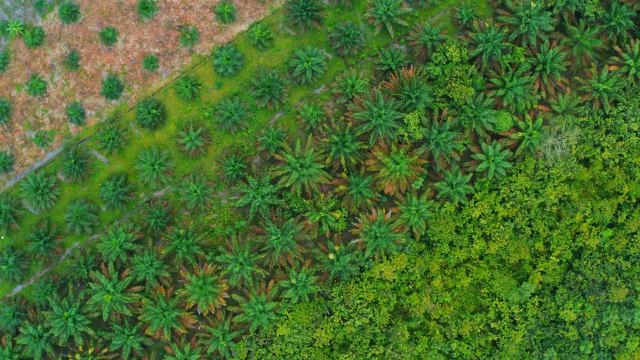 Perkebunan kelapa sawit di Kubu Raya, Kalbar. (Foto: Liputan6.com/Aceng Mukaram)